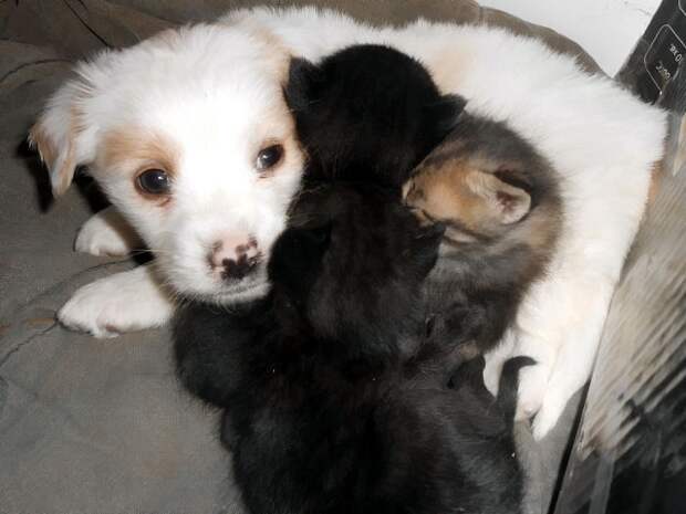 Кот и пёс  кот, кошка, пёс, собака