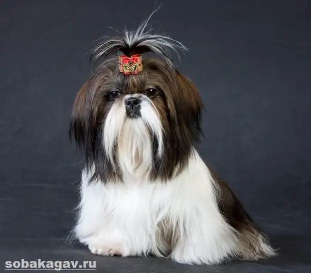 Ши тцу собака. Описание, особенности, уход и цена ши тцу
