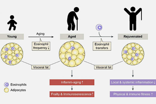Открыта ключевая причина старения