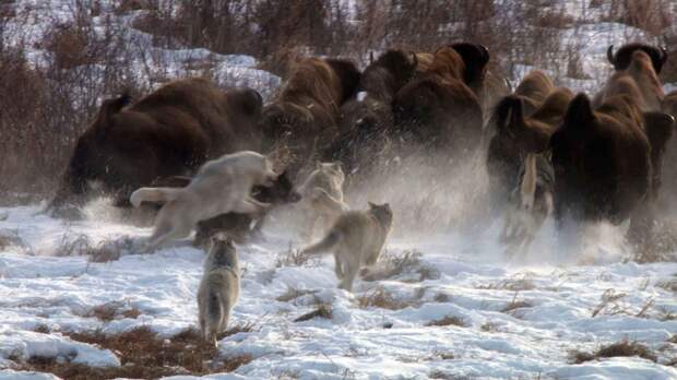 Волки охотятся на бизонов