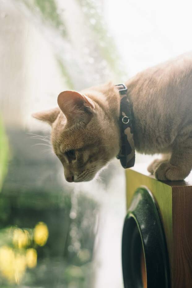 безопасность кошки кот