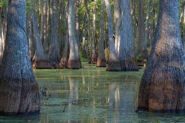 Фантастические кипарисы озера Каддо (Caddo lake), США