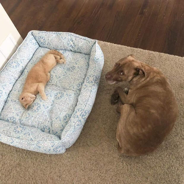 Котики продолжают захватывать лежаки собак
