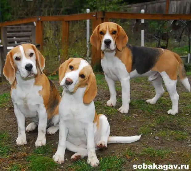 Бигль собака. Описание, особенности, уход и цена бигля