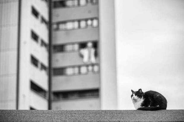 Без кота и жизнь не та: уравновешенные коты-акробаты демонстрируют чудеса баланса