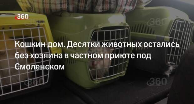Частный кошачий приют остался без хозяина в Смоленской области