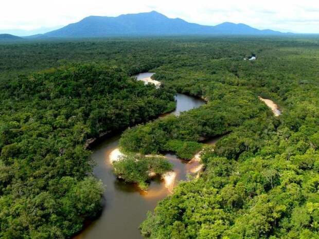 Дикая природа Амазонки амазонка, животные, интересное, природа