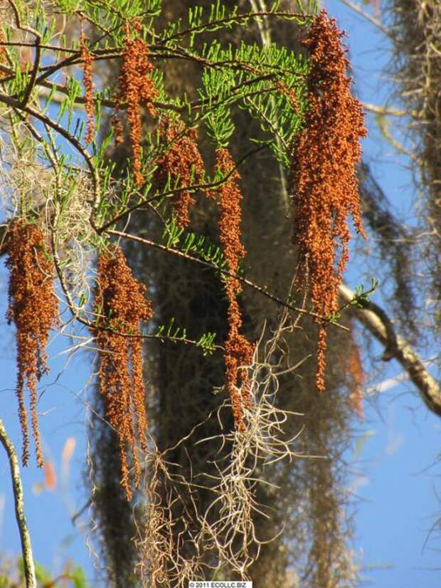 Таксодий черепитчатый (taxodium ascendens)