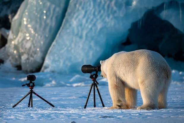 Объявлены победители самого веселого фотоконкурса Comedy Wildlife Photography Awards