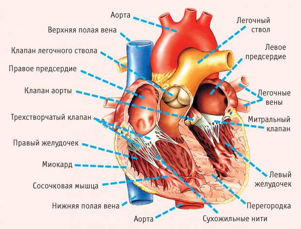 heart_anatomy-min