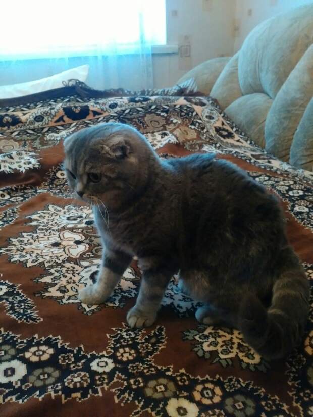 кот нашел дом кот на кровати