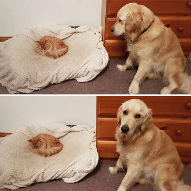 Котики продолжают захватывать лежаки собак