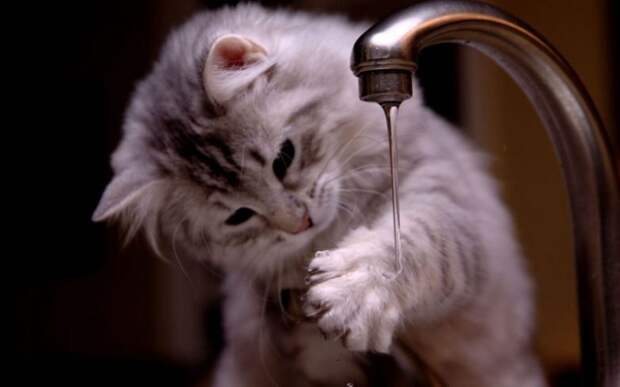 35 котов, которые не боятся воды