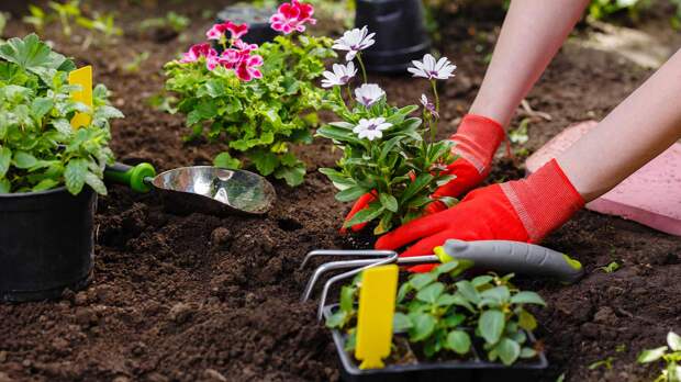 Person planting flowers in a sunny garden