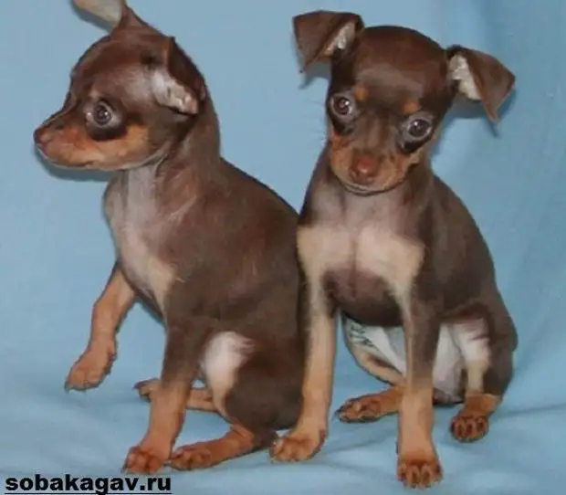 Той терьер собака. Описание, особенности, уход и цена той терьера