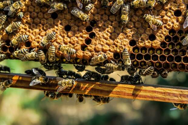 Пасечникам Удмуртии частично возместят ущерб от массовой гибели пчел