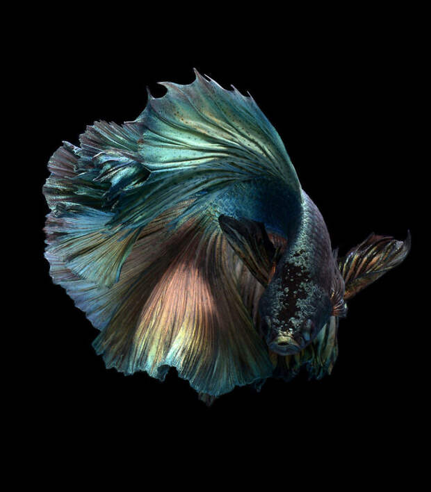 The Elegant And Fantastic Poses Of Aquarium Fish Captured By A Thai Photographer