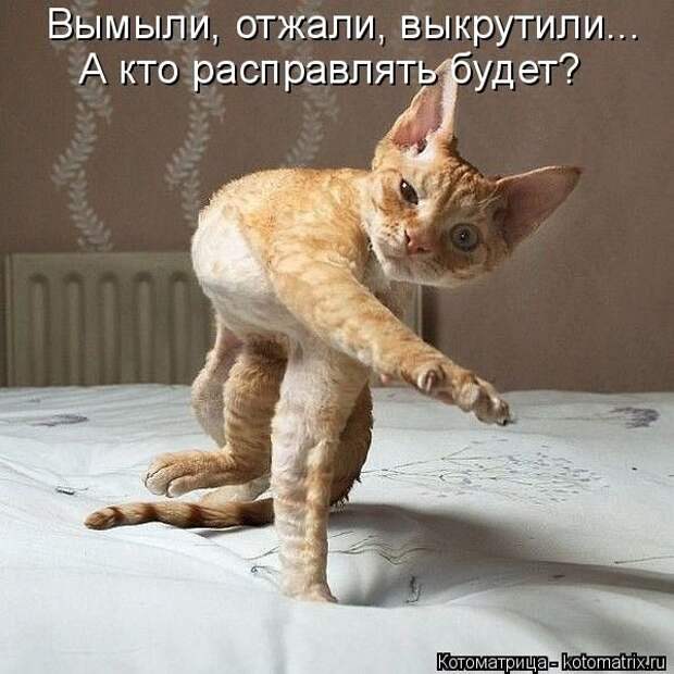 Лучшие котоматрицы недели