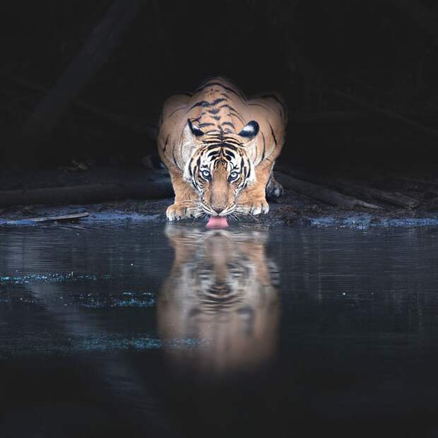 Фотография: Дикая красота крупных кошек на снимках Шааза Джунга №7 - BigPicture.ru