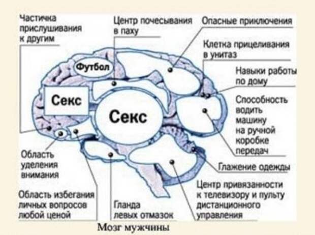 мозг мужчины
