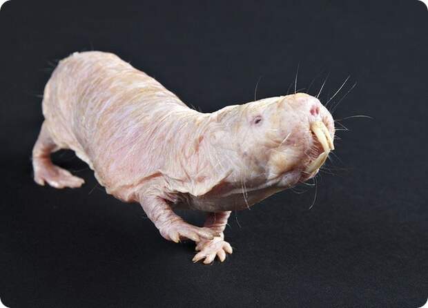 Голый землекоп (лат. Heterocephalus glaber)