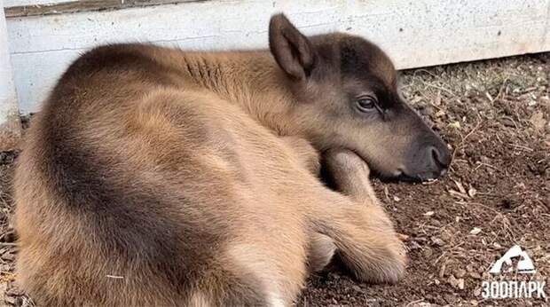Северный оленёнок "Ветерок" родился в Челябинском зоопарке