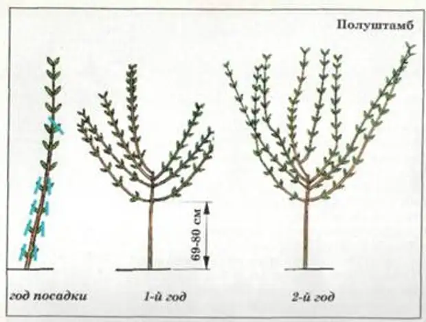 Схема формирования сирени