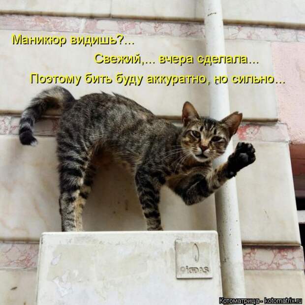 Лучшие котоматрицы недели (50 фото)
