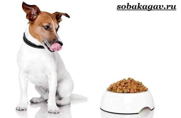 Джек Рассел терьер собака. Описание, особенности, уход и цена Джек Рассел терьера