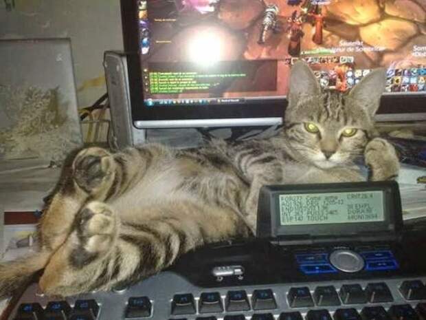 смешные кошки коты, кошки странные места поспать, коты неподходящие места прилечь, кошки выбирают место
