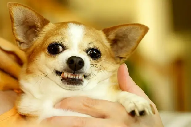 Как связаны полицейские, мексиканцы и ацтеки: 7 любопытных фактов о чихуахуа