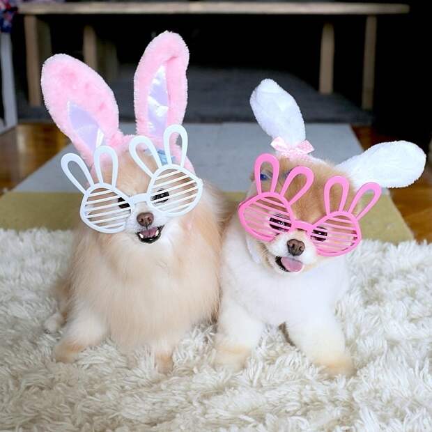 Бу и Бадди, Boo Buddy, милые собаки, померанский шпиц