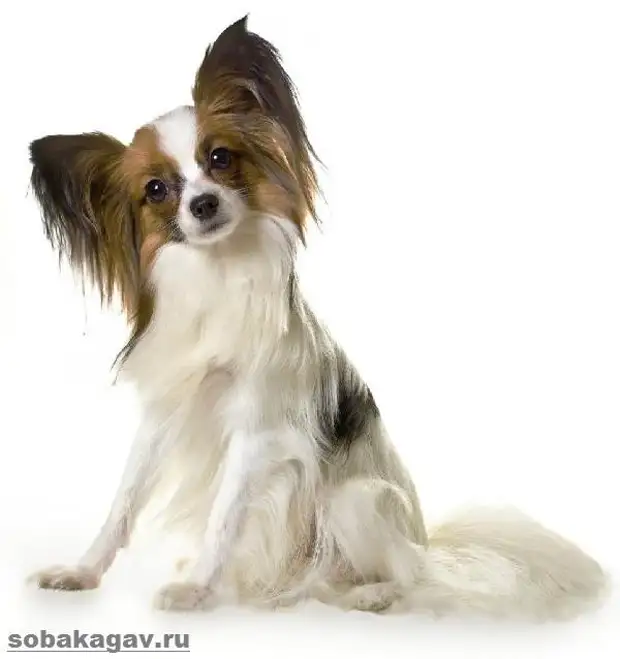 Папильон собака. Описание, особенности, уход и цена папильона