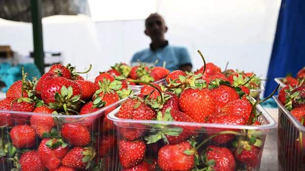 В пресс-центре МИЦ «Известия» обсуждают цены на сезонные ягоды и фрукты. Трансляция