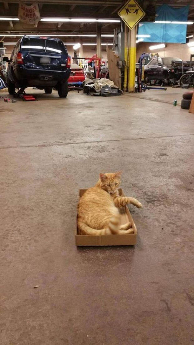 Без кота и жизнь не та