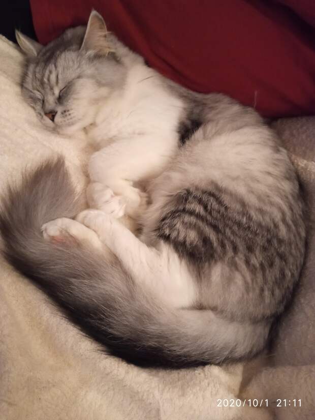помощь кошке кошка в доме
