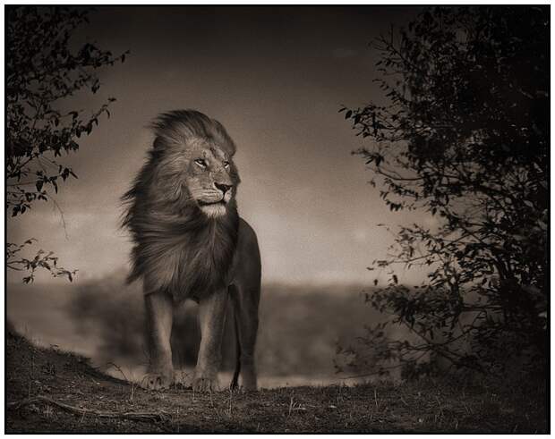 фотографии африки. Nick Brandt