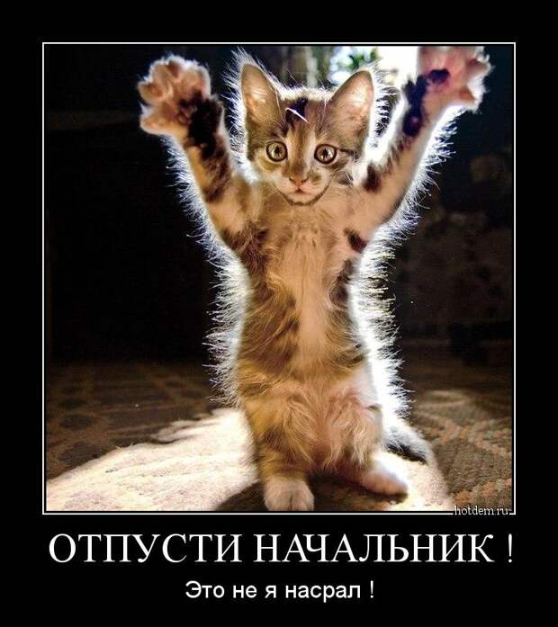 Веселые и ржачные демотиваторы для поднятия настроения (10 фото)