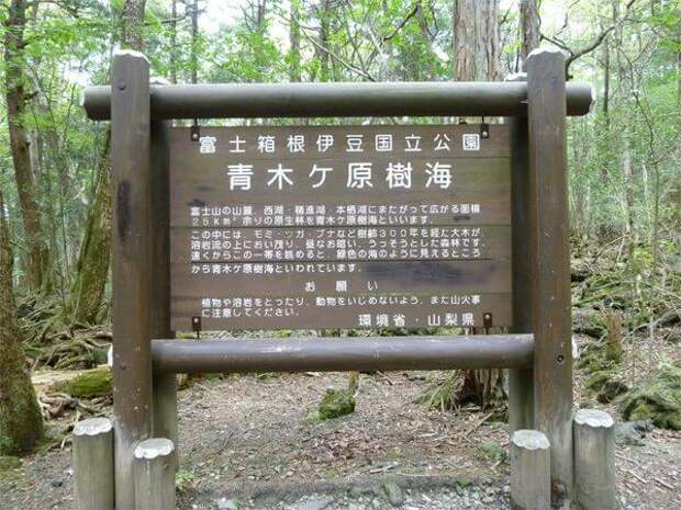 Лес самоубийц Аокигахара, Япония