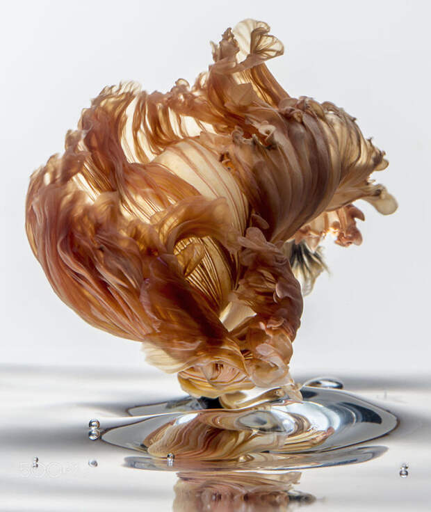 The Elegant And Fantastic Poses Of Aquarium Fish Captured By A Thai Photographer