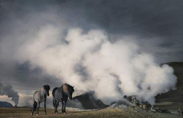 338188 Грация прекрасных лошадей в фотопроекте Equus