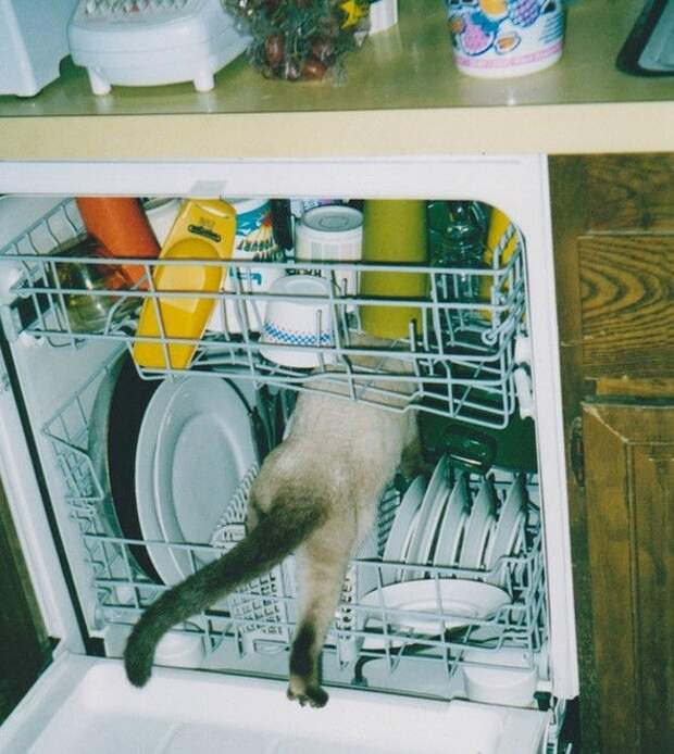 смешные кошки коты, кошки странные места поспать, коты неподходящие места прилечь, кошки выбирают место