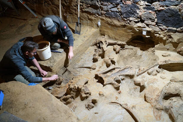 OeAW: в Нижней Австрии найдены сотни костей мамонтов возрастом 40 тыс. лет