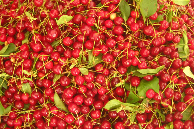 Привычная ягода оказалась средством против бессонницы