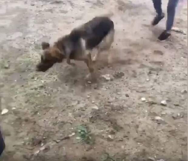 Собака на улице Собака стоит