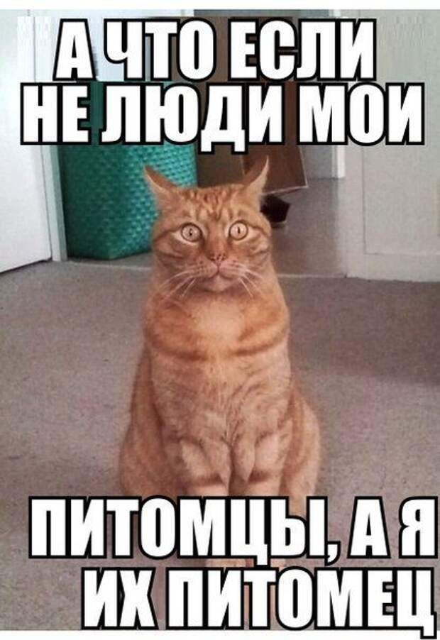 Человек себе не хозяин. Бесполезное животное. Кот а что если. Кот обзывается Мем.