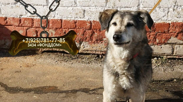 Харизматичный Стич