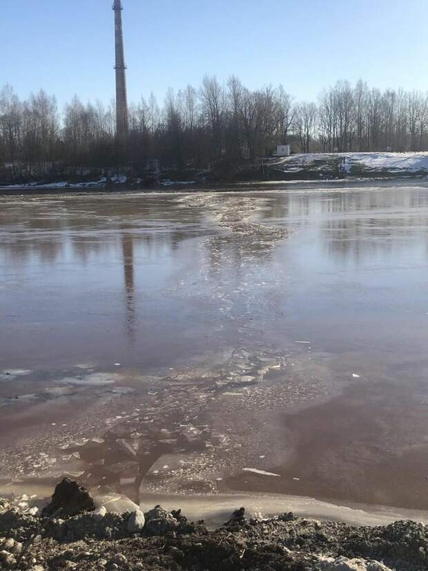 Мужчины спасли из ледяной реки собаку, которая оказалась волком в мире, волк, добро, животные, люди, собака, спасение, эстония