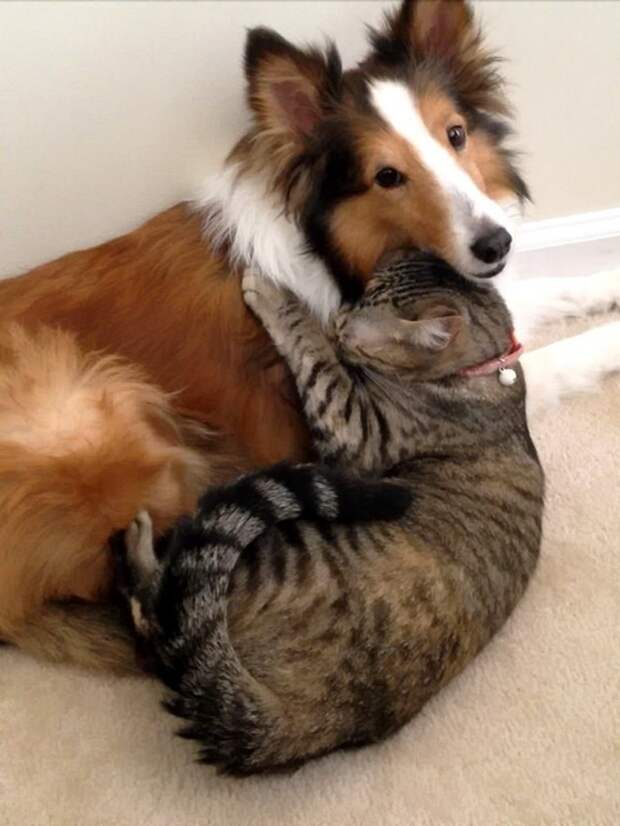 Кот и пёс  кот, кошка, пёс, собака