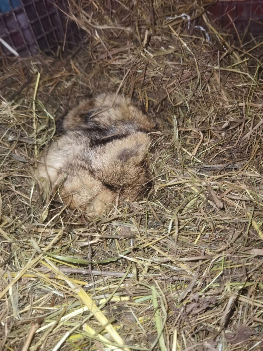 Спящий прорицатель: сурок Филимон из Ленинградской области предрёк россиянам затяжную зиму